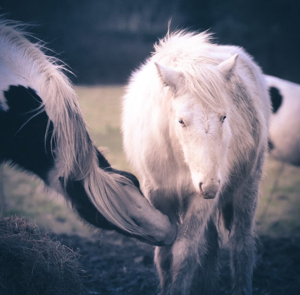 Amazing white horse full of light and beauty. 