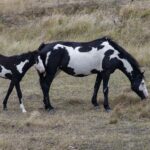 Two black and white paint horses in a field.