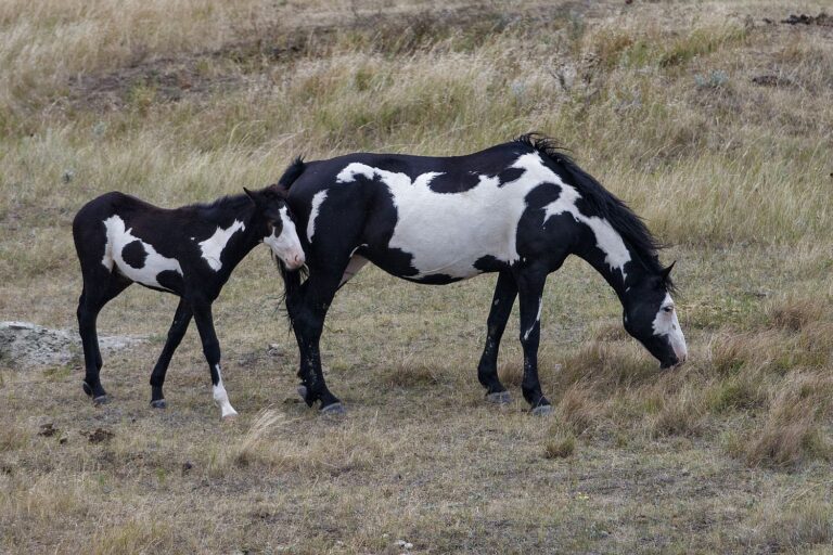 Two black and white paint horses in a field.