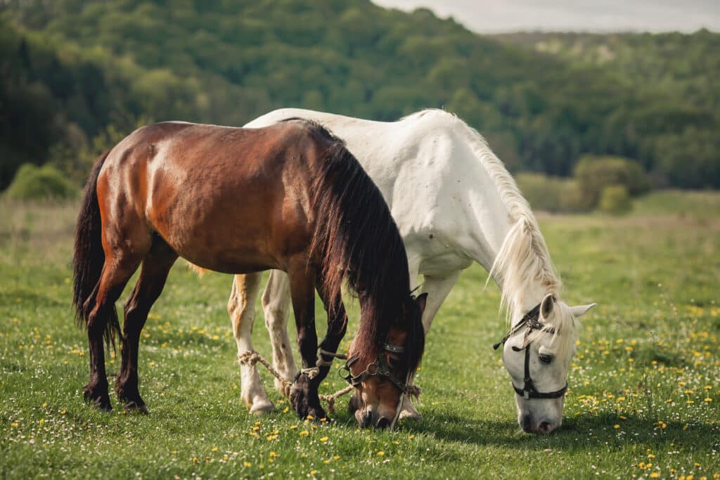 Two-female-horses-eating