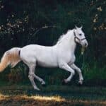A list of white horse names.