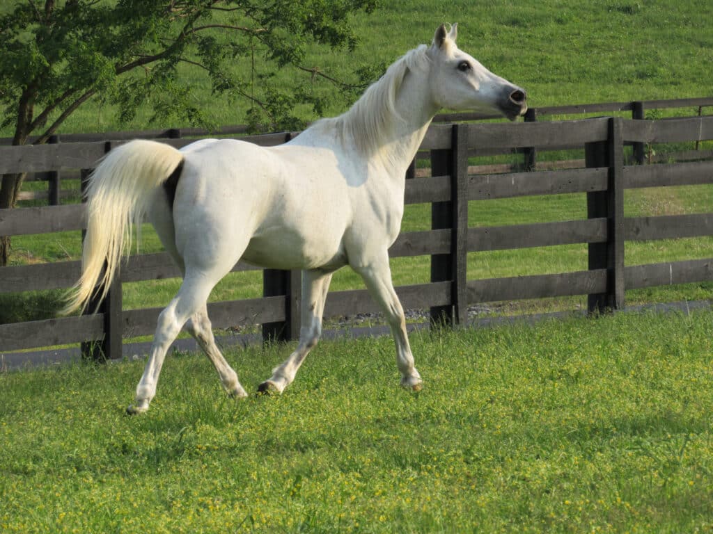 Beautiful happy white horse.