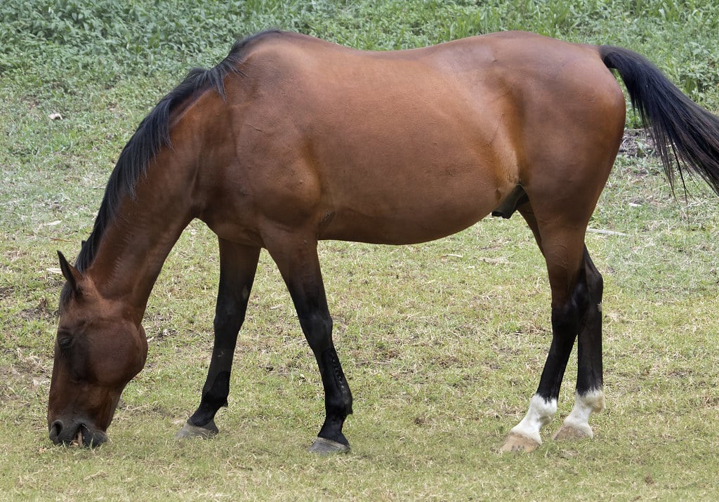 Brown stallion standing on grass