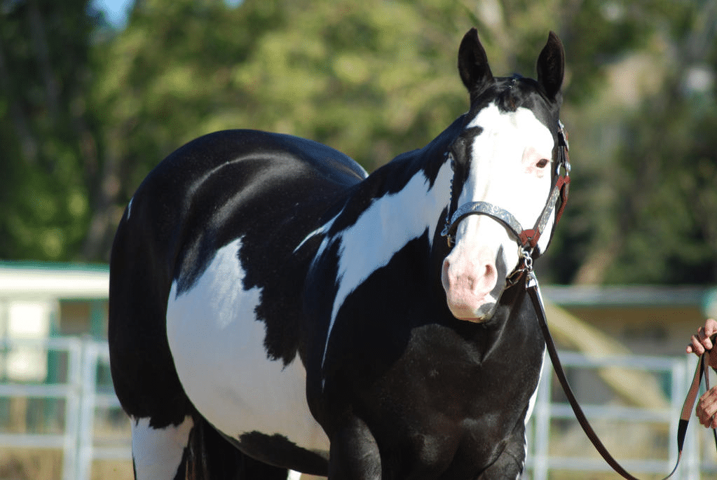 Black and white horse with markings