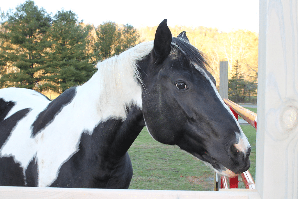 White and black horse standing next to red gate