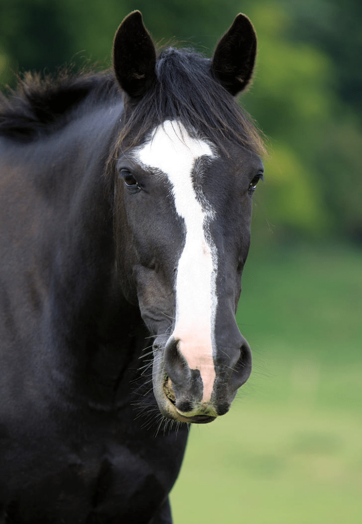 A black horse with a white stripe down its face