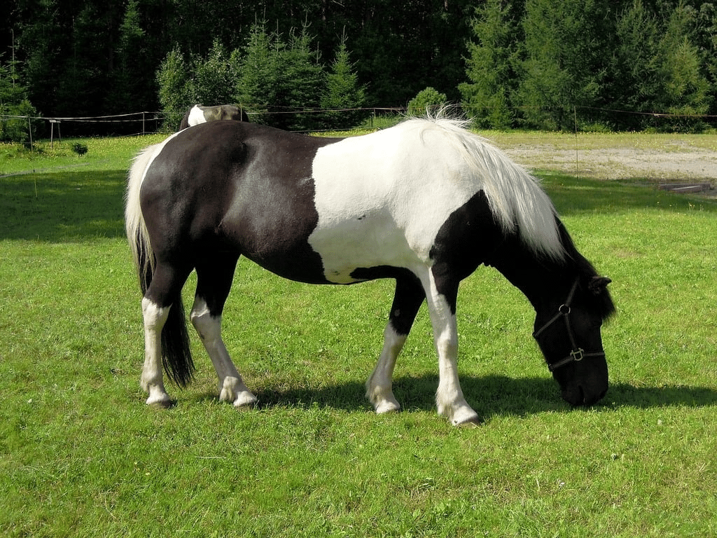 Black and white horse eating grass