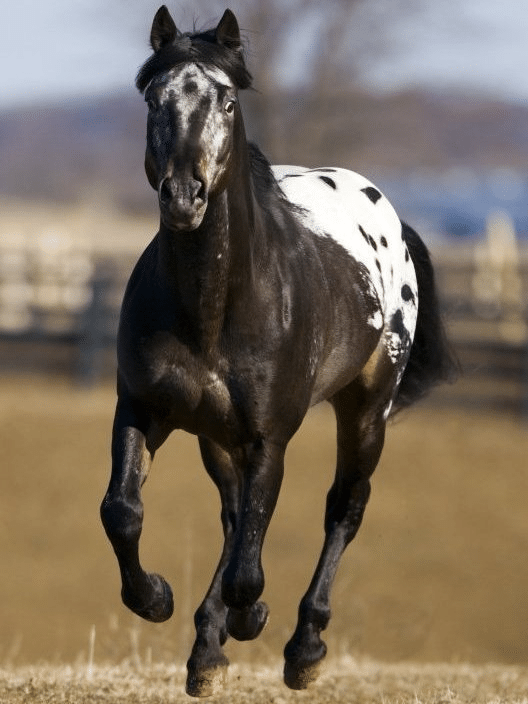 Black and white paint horse running in a field.