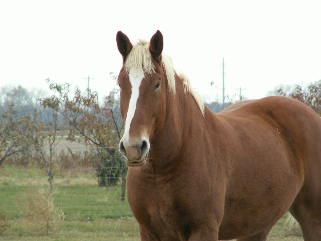 Brown horse with blonde mane