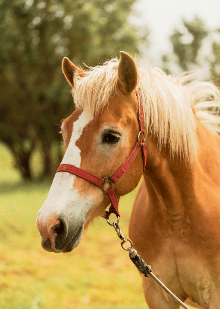 Beautiful horse with a unique personality.