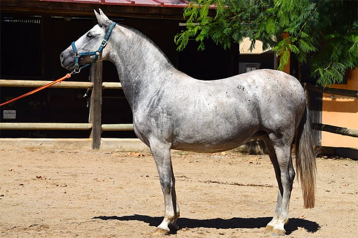 White and gray horse on dirt