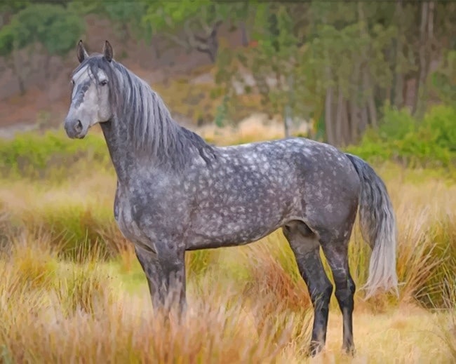 A grey classy horse