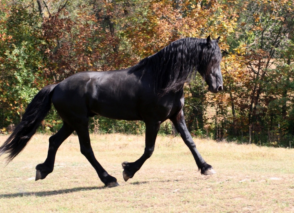 A black horse known as a friesian horse