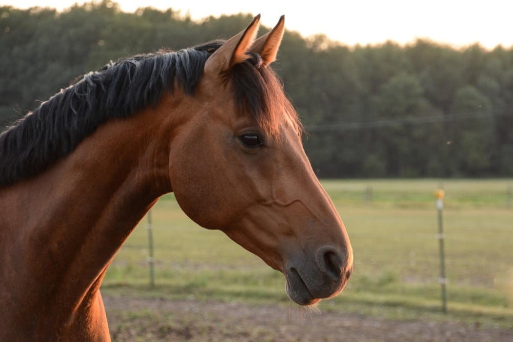A classy horse known as a bay horse 