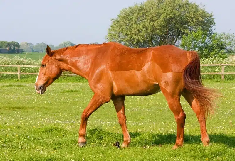 Chestnut horse walking around on grass