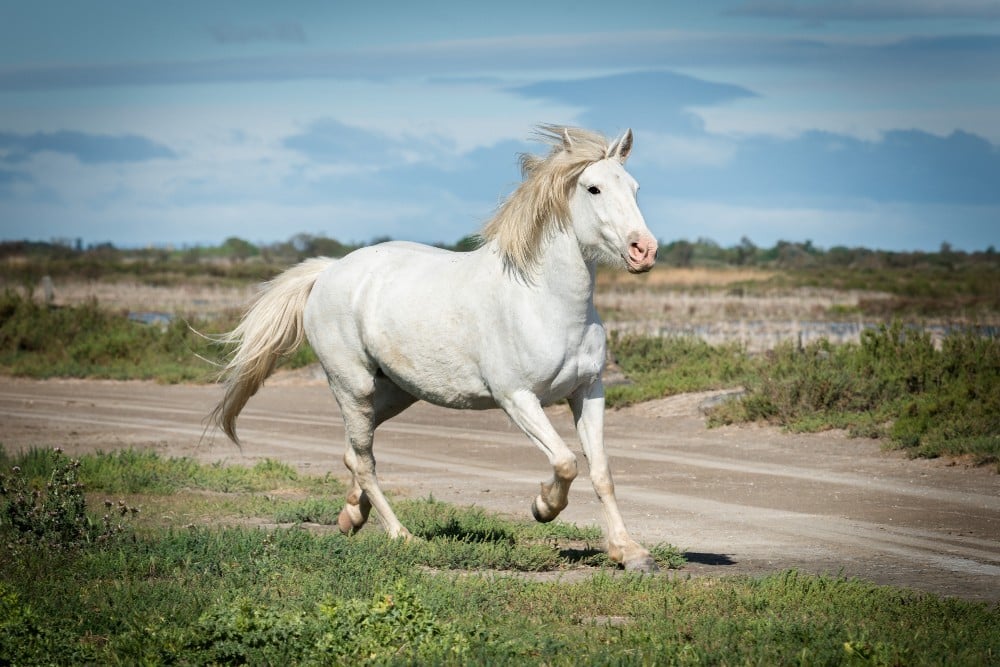 Palomino horse with a white mane running