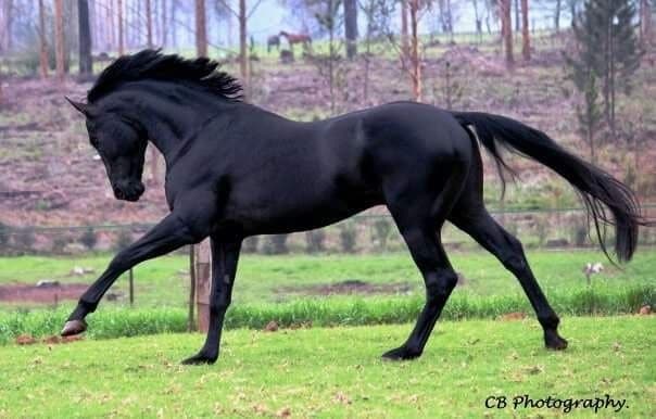 Best horse with black coat 