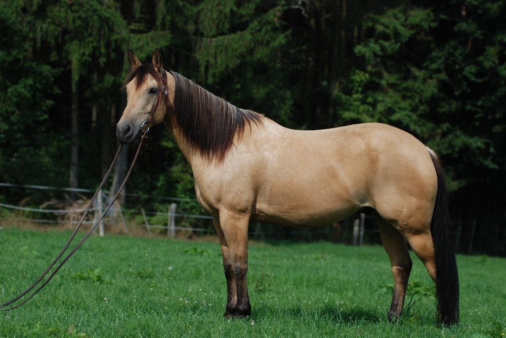 A quarter horse standing on grass