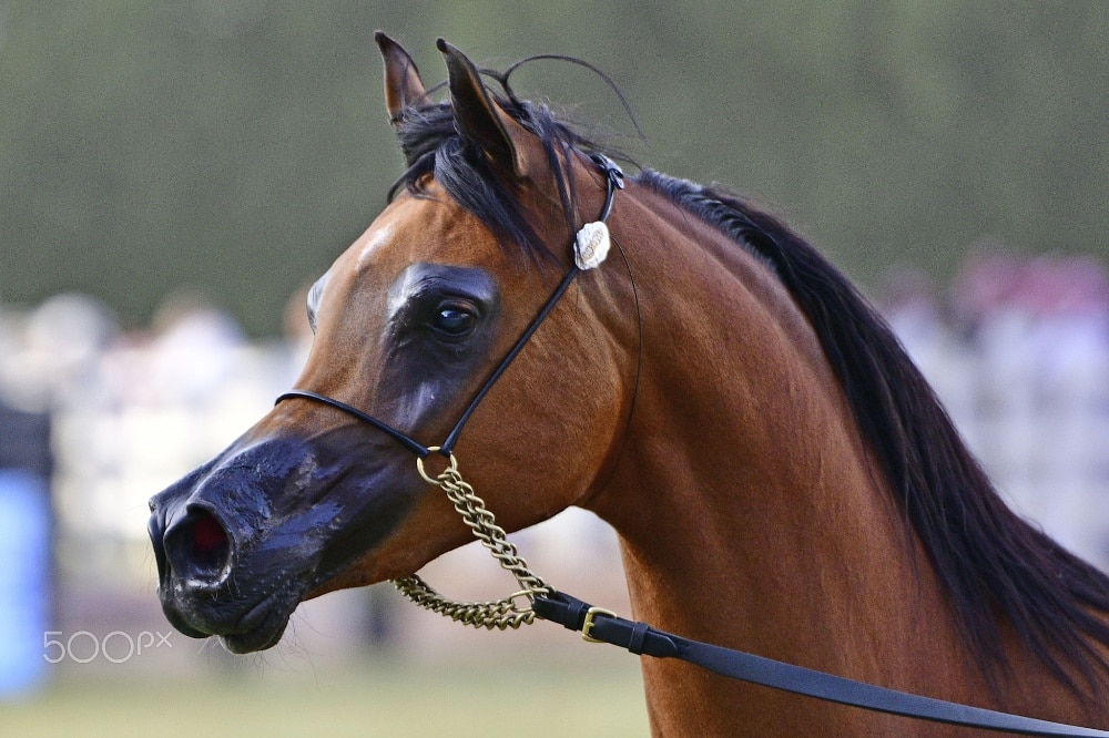 An Arabian horse with a black nose