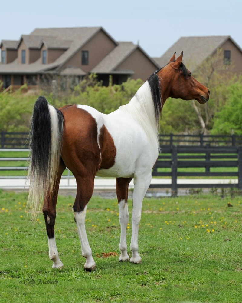 A good horse standing on grass