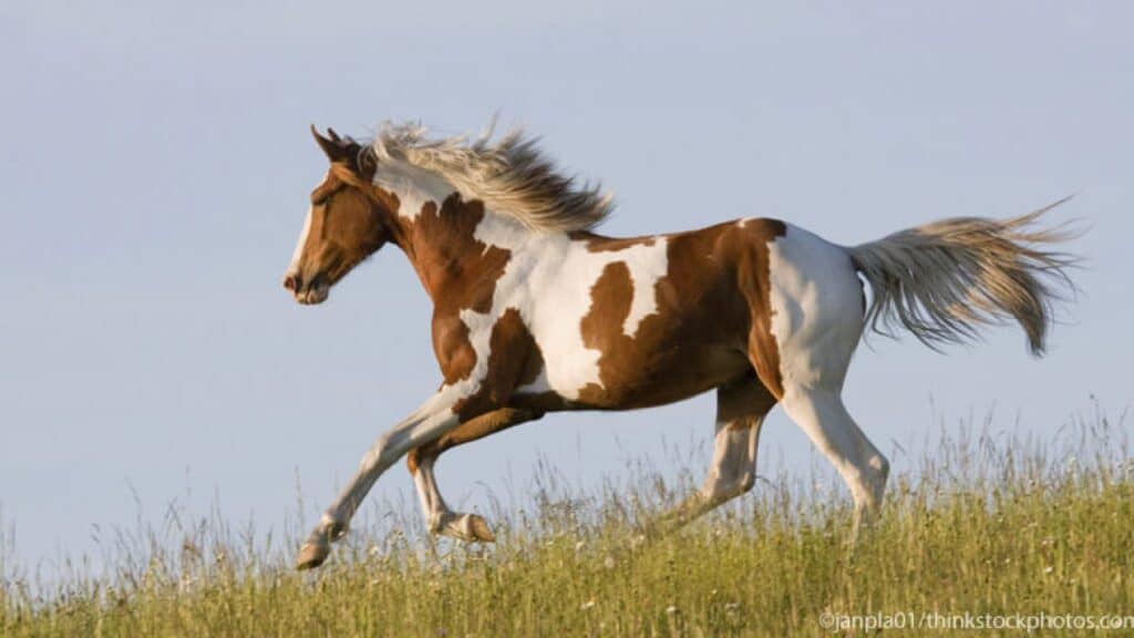 Brown and white paint horse