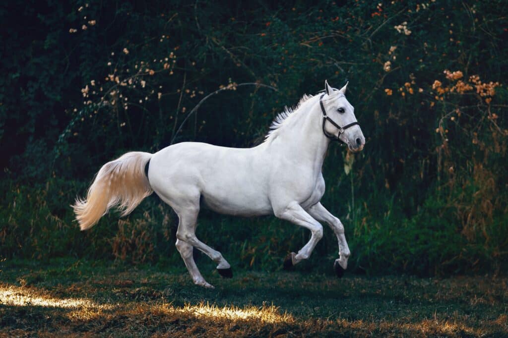 White horse galloping on grass