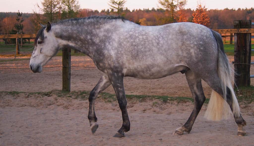 Gray andalusian walking on sand near fence