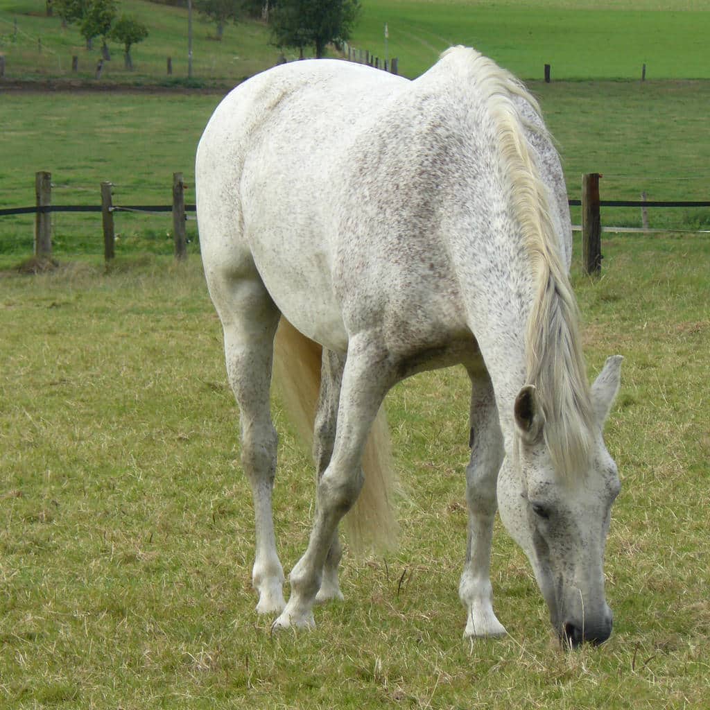 Gray andalusian horse on grazing land