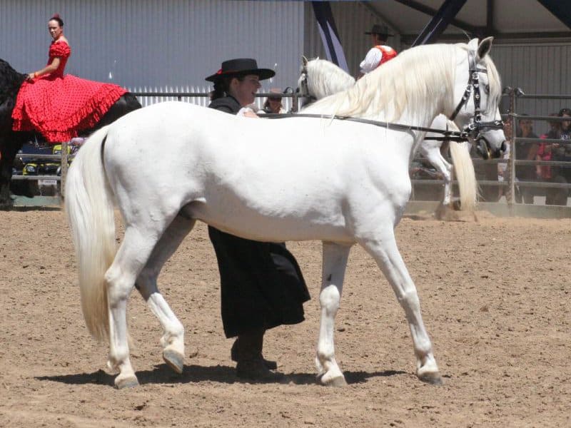White andalusian spanish horse walking on dirt with handler right next to it