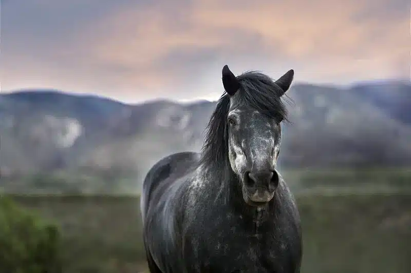 Dark gray horse with mountains in the background