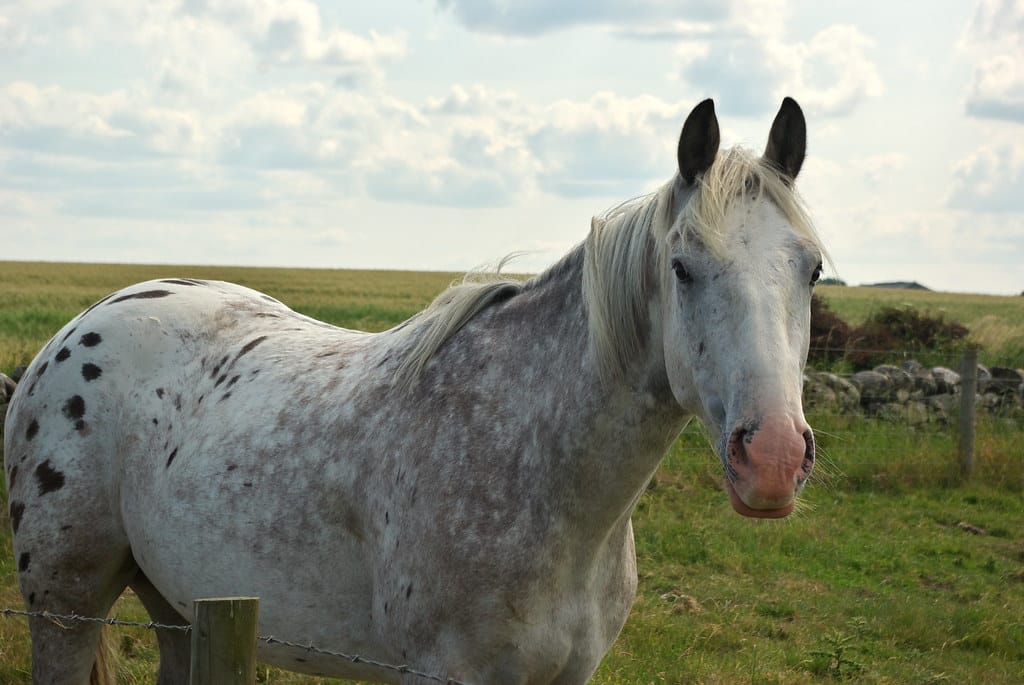 Spotted gray horse in a meadow