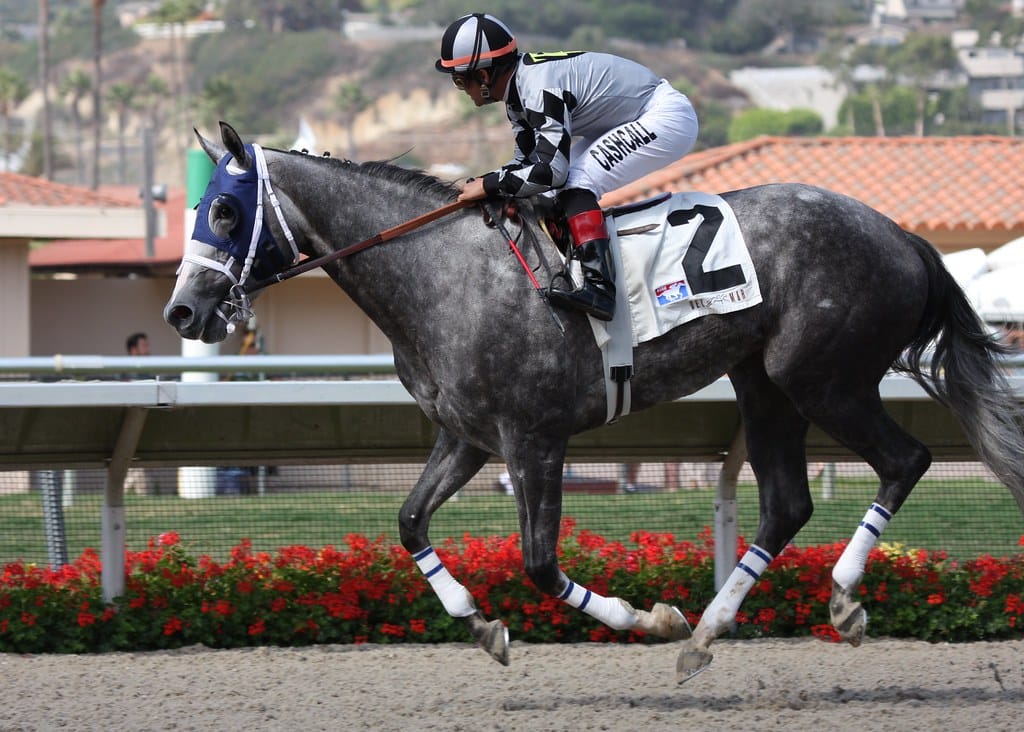 Dark gray racehorse with a rider on its back and flowers in the background