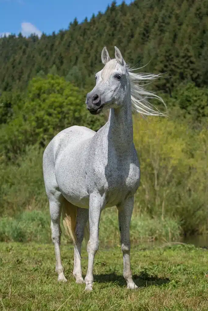 Gray horse standing on grass