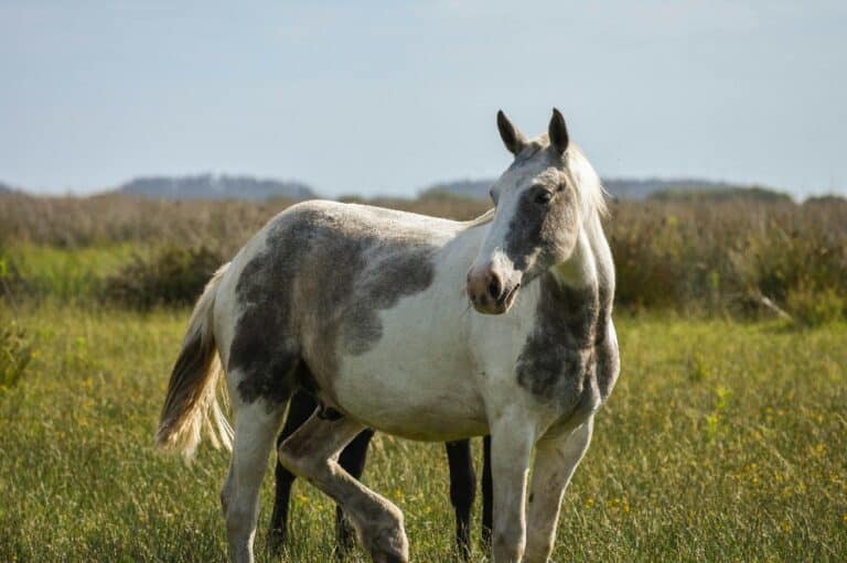 Charming gray horse on grass meadow under sky